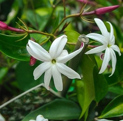 how to grow and care for jasmine