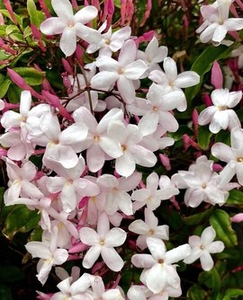 pink jasmine has a great 