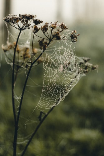 spider mites are dangerous to plants