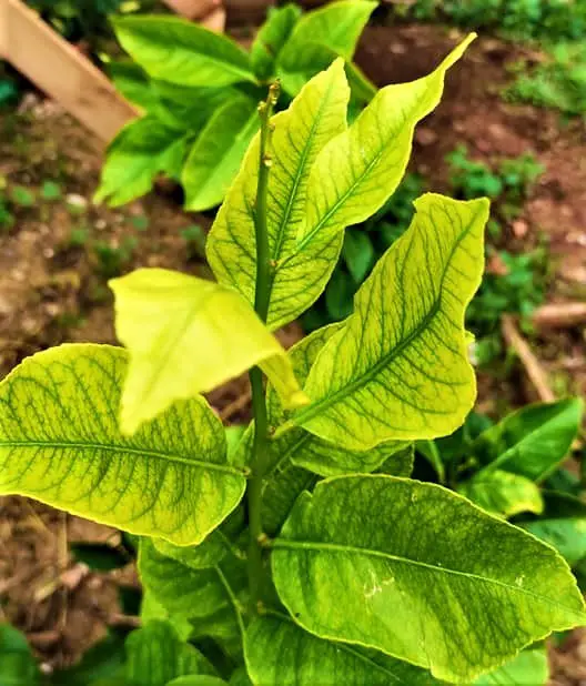 iron deficiency in citrus