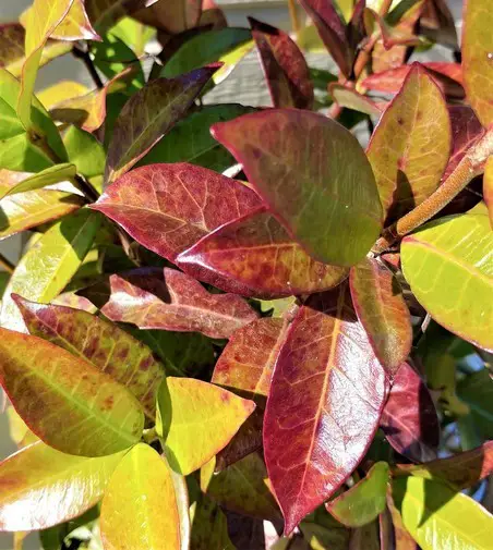 Jasmine leaves purple