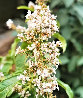 How to revive a dying lemon verbena