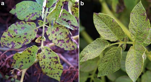  brown leaf spots on potatoes