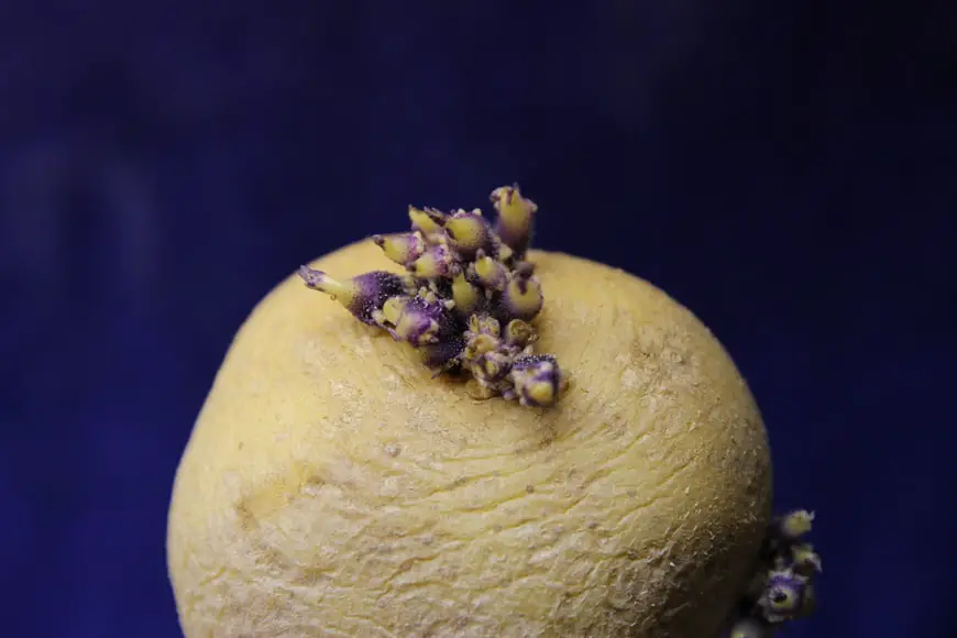 some seeds contain viruses and lead to black and brown leaf spots on potatoes