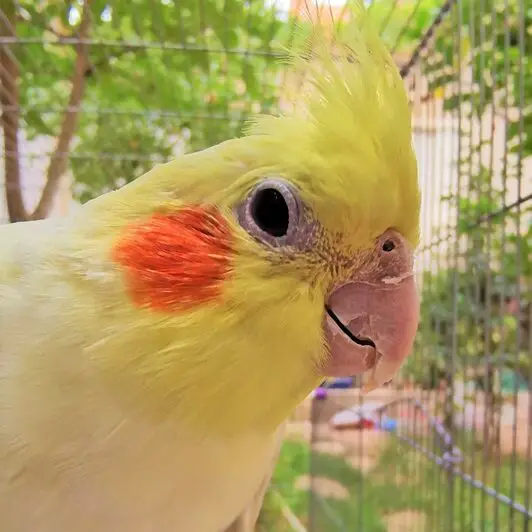 cockatiel