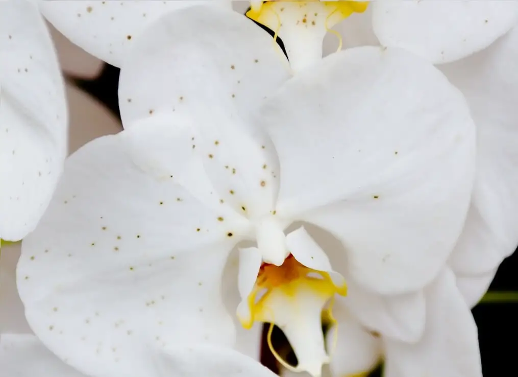 Most Common Orchids Diseases How To Treat Them The Bloom Pot