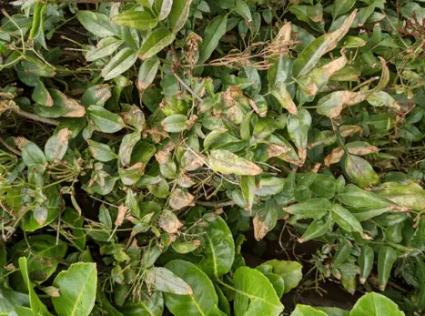 brown jasmine leaves