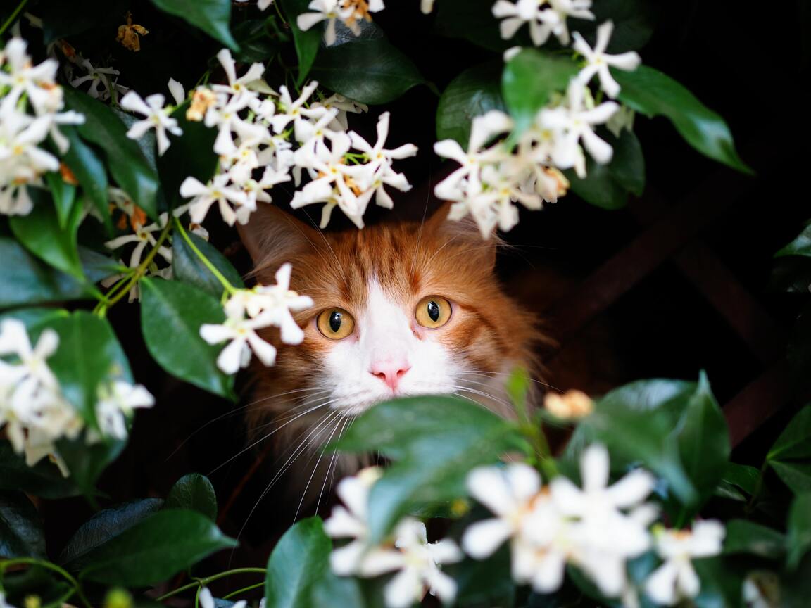 Is Jasmine Toxic to Cats & Dogs The Bloom Pot