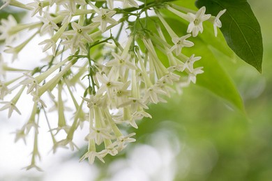 Why jasmine not blooming