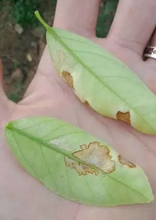 Citrus anthracnose brown leaf spot