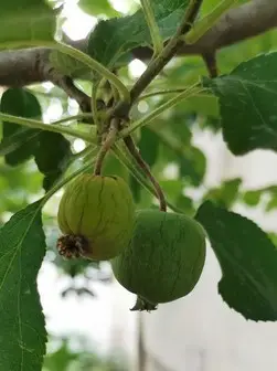 Apples shrinking 