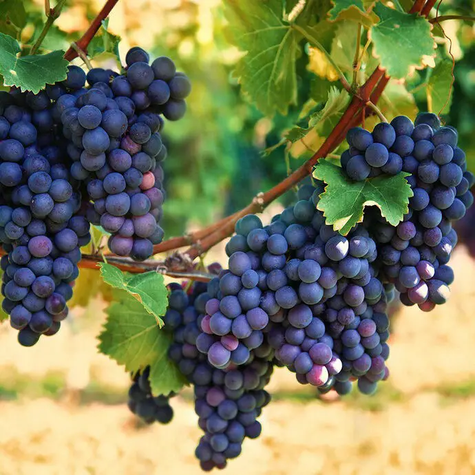 how to grow grape in pot