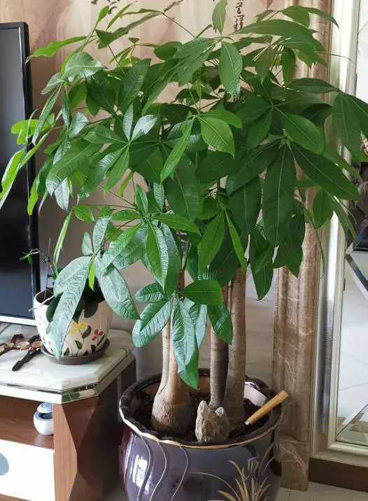 Why money tree plant leaves light green / fortune tree