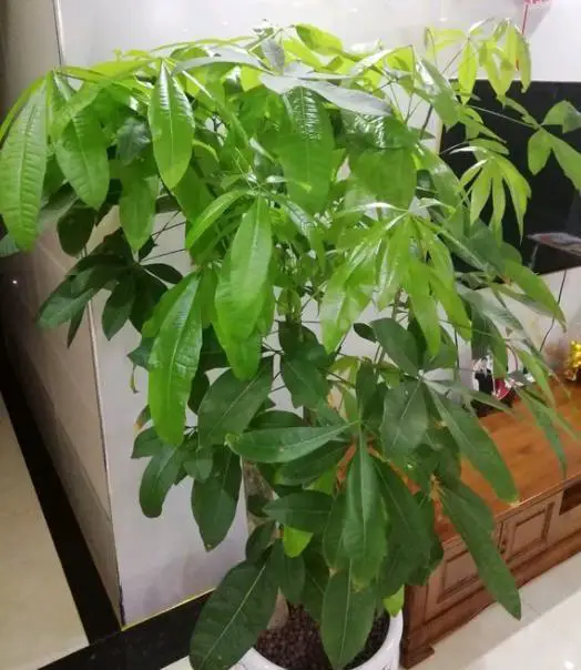 causes of pale leaves on money tree plant / fortune tree