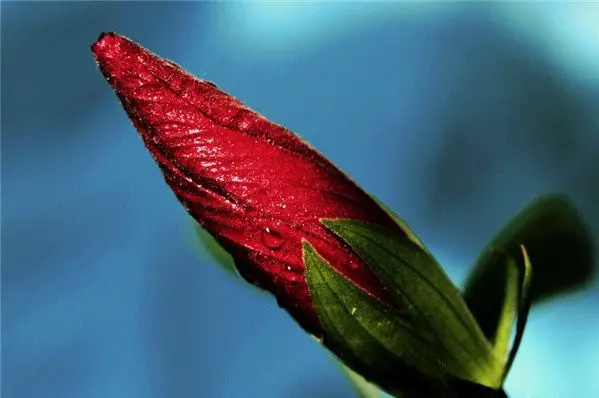  why hibiscus flower buds drop