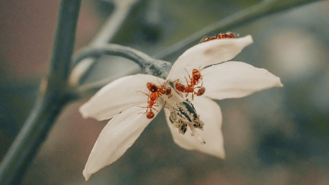 ants on jasmine and how to get rid of them