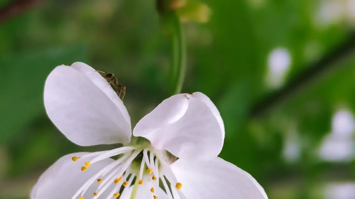 Ant on jasmine