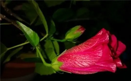 how to prevent hibiscus flower buds from dropping