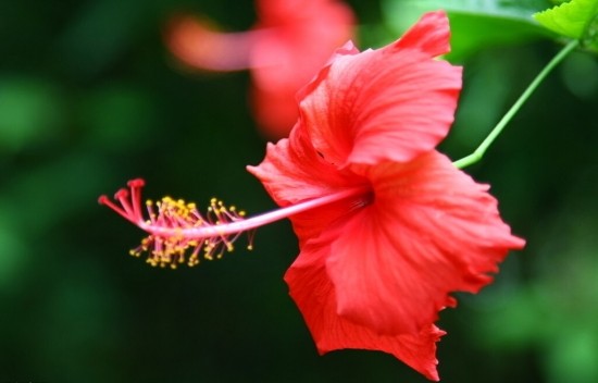 causes of hibiscus buds to fall