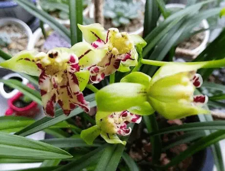 How to Fertilize Orchids in High Temperature