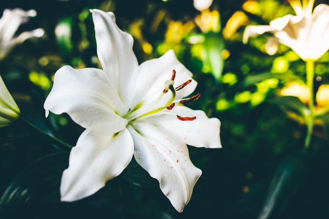 Meaning and Symbol of Lily flower