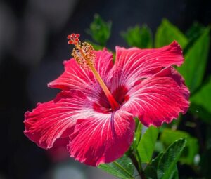 Causes of hibiscus flowers to drop