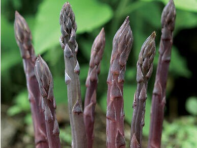 purple asparagus plant and grow in December