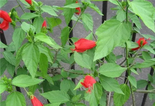 hibiscus buds