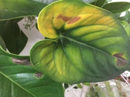 Anthurium Leaves Yellow and Brown