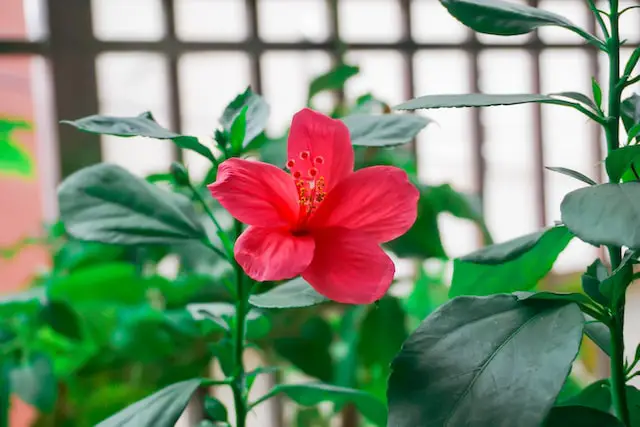 How to grow hibiscus in hydroponics and water