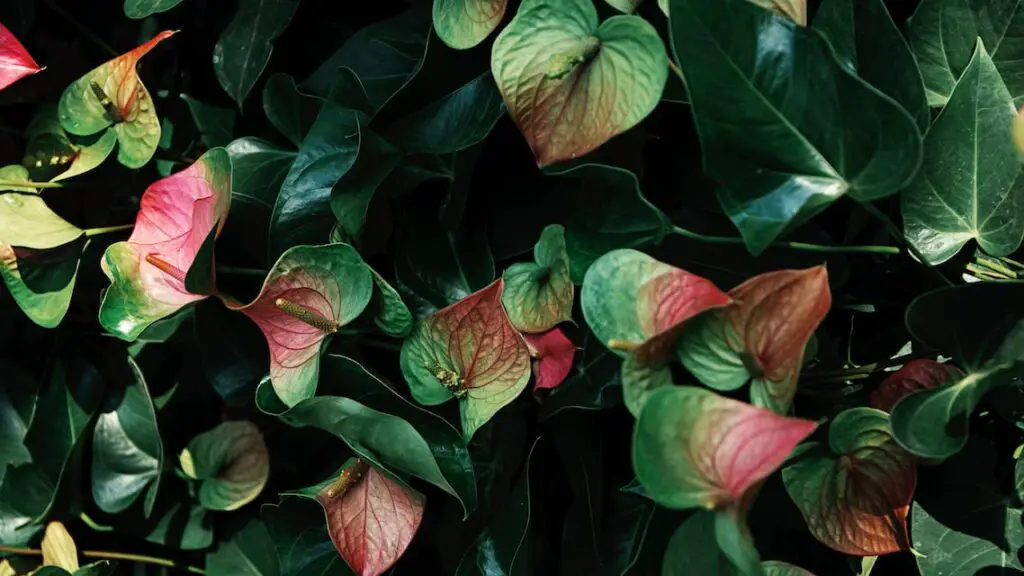 The causes of yellow and brown leaves on anthurium 