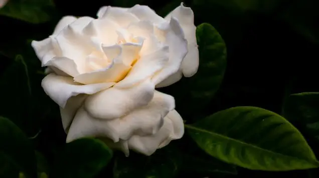 How to prune gardenia and when