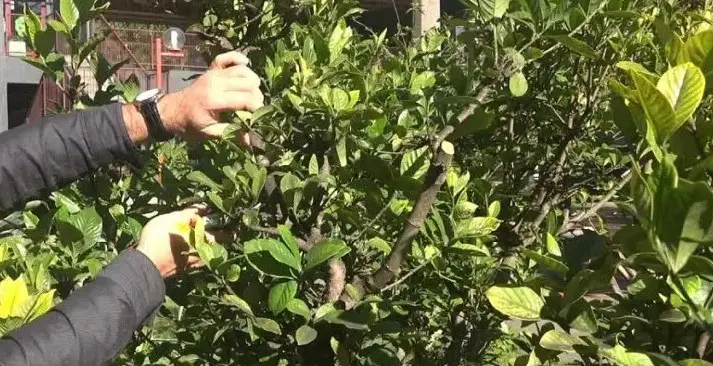 learn when and how to prune gardenia and why you should prune it