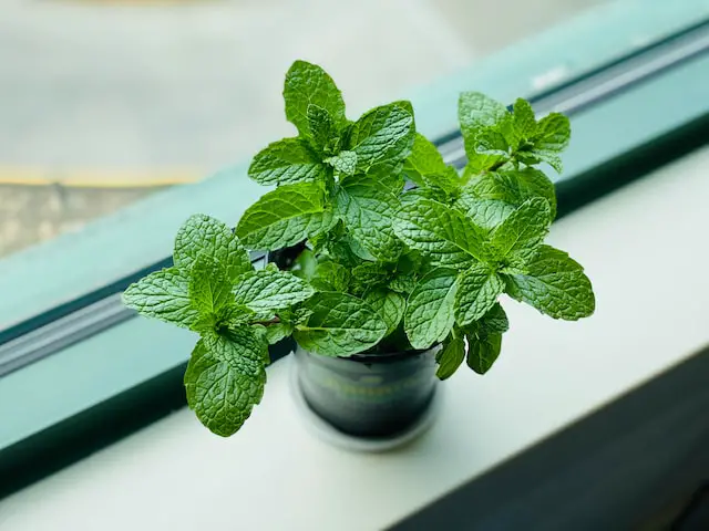 How to maintain healthy mint plant