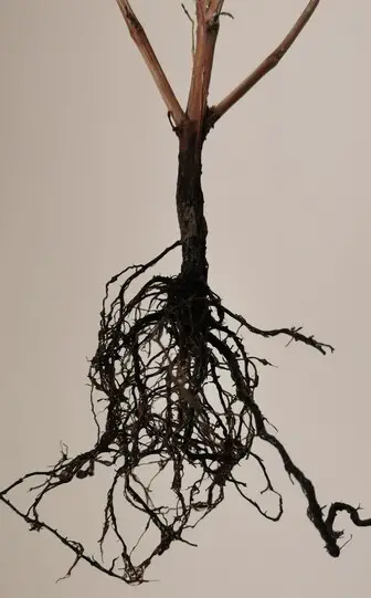 root rot took over the plant
