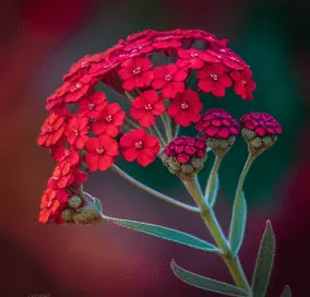 red verbena flowers