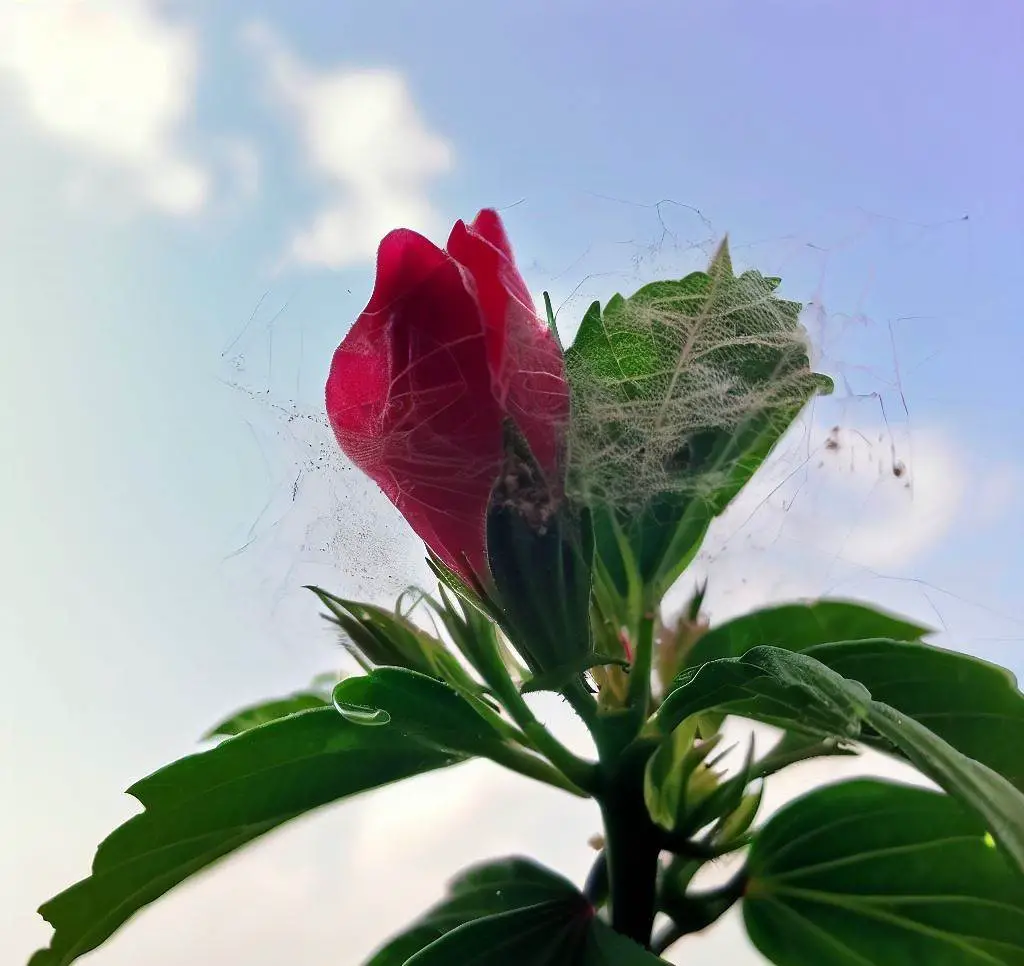 a hibiscus plant covered by spider mites' web