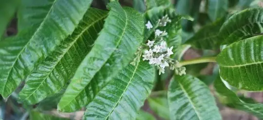 how to save and revive lemon verbena plant