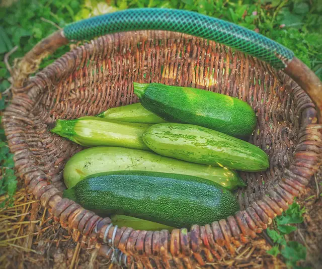 all the necessary requirements to grow zucchini crop