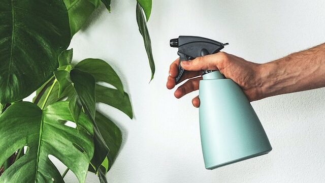 spraying plants with anti-mold spray