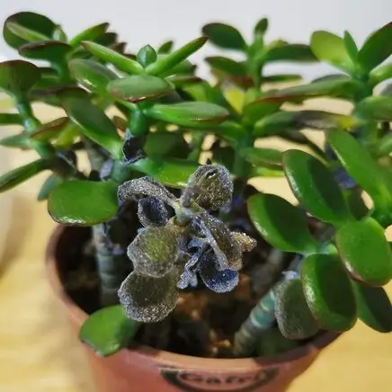 black jade leaves