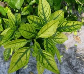 zinc deficiency symptoms in citrus leaves