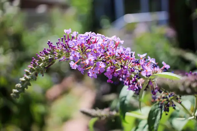 causes of butterfly bush leaves turning brown and yellow
