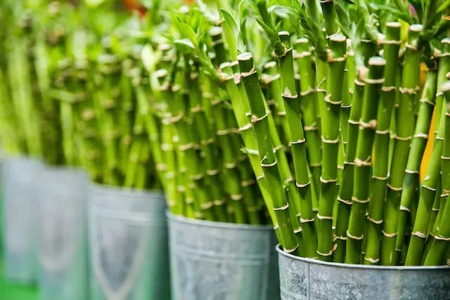 causes of brown bamboo leaves
