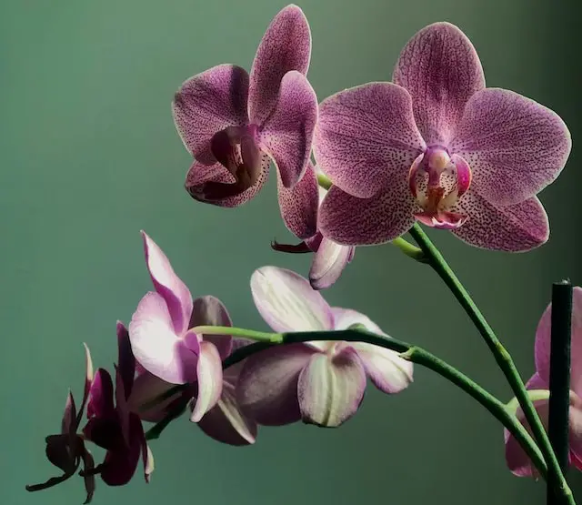 orchids care after blooming