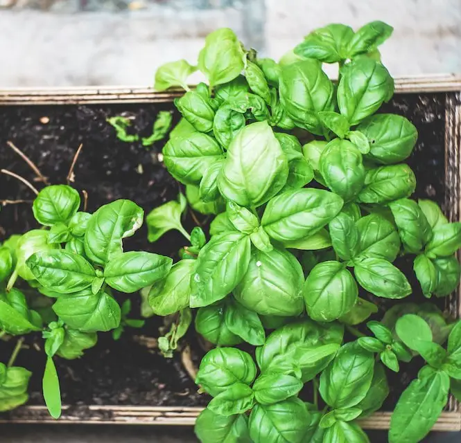 How to grow Genovese Basil