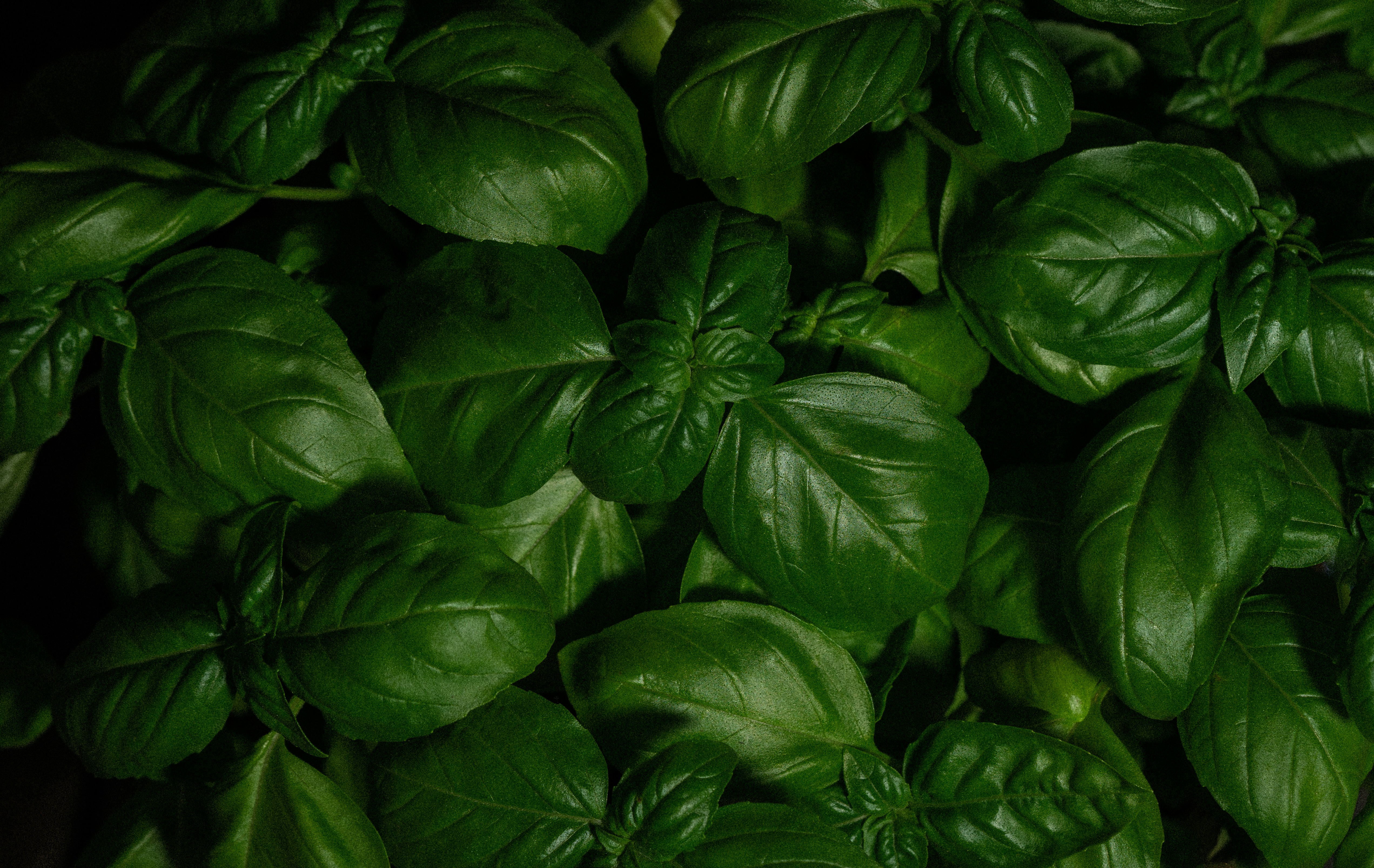 are genovese basil plants toxic to birds