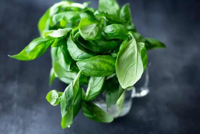 genovese basil and its nutritional values and benefits
